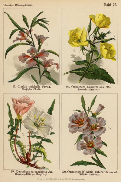 Clarkia Pulchella, Oenothera Lamarckiana, Oenothera Taraxacifolia, Oenothera (Godetia) Rubicunda door (after) German School