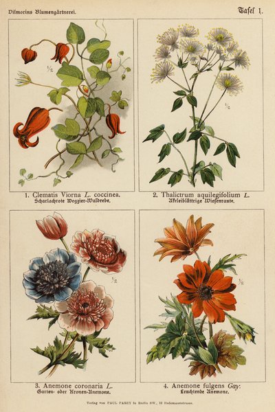 Clematis Viorna, Thalictrum Aquilegifolium, Anemone Coronaria, Anemone Fulgens door (after) German School
