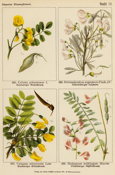 Colutea Arborescens, Halimodendron Argenteum, Caragana Arborescens, Hedysarum Multijugum door (after) German School