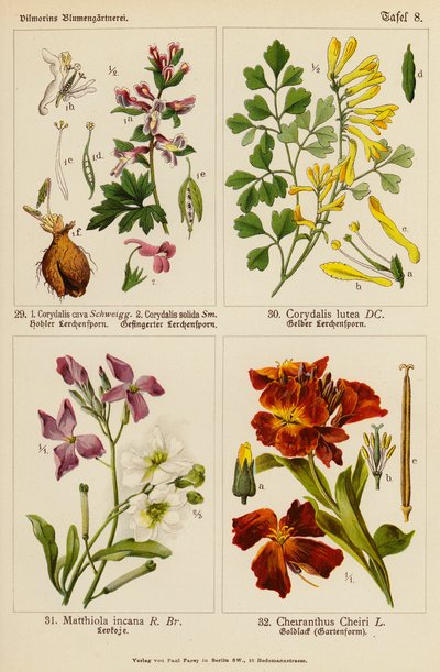 Corydalis Cava, Corydalis Solida, Corydalis Lutea, Matthiola Incana, Cheiranthus Cheiri door (after) German School