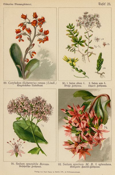 Cotyledon (Echeveria) Retusa, Sedum Album, Sedum Acre, Sedum Spectabile, Sedum Spurium door (after) German School