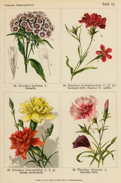 Dianthus Barbatus, Dianthus Carthusianorum, Dianthus Caryophyllus, Dianthus Chinensis door (after) German School