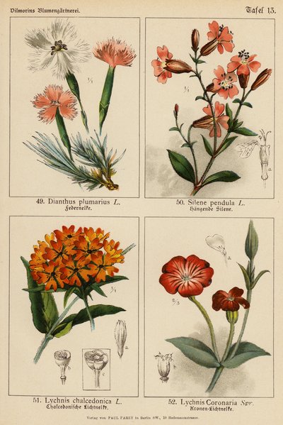 Dianthus Plumarius, Silene Pendula, Lychnis Chalcedonica, Lychnis Coronaria door (after) German School