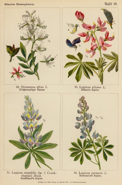 Dictamnus Albus, Lupinus Pilosus, Lupinus Mutabilis, Lupinus Perennis door (after) German School