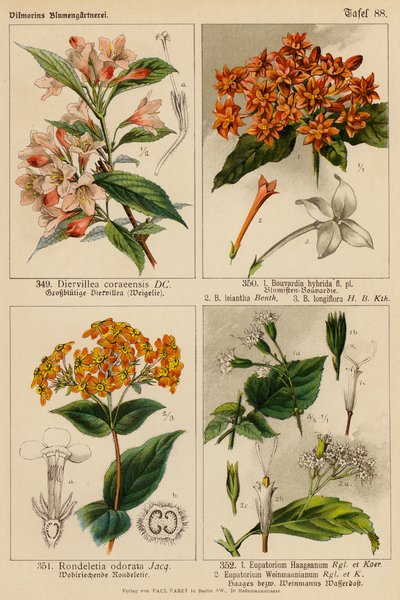 Diervillea Coraeensis, Bouvardia Hybrida, Bouvardia Leiantha, Bouvardia Longiflora, Rondeletia Odorata, Eupatorium Haageanum, Eupatorium Weinmaunianum door (after) German School