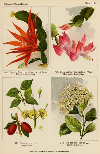 Epiphyllum Gaertneri, Epiphyllum Truncatum, Cornus Mas, Viburnum Tinus door (after) German School