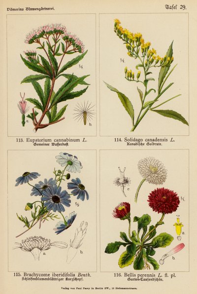 Eupatorium Cannabinum, Solidago Canadensis, Brachycome Iberidifolia, Bellis Perennis (kleur litho) door (after) German School