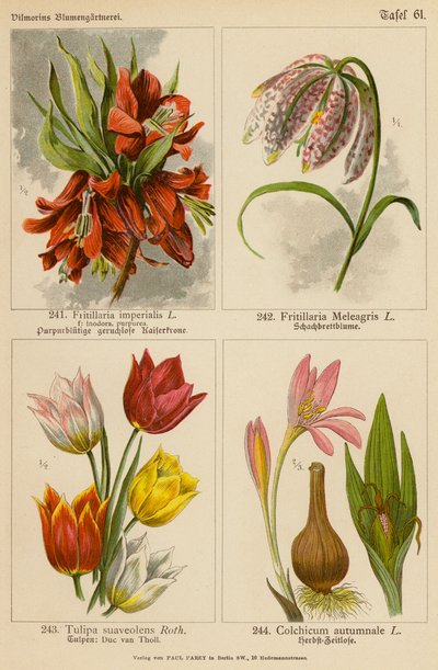 Fritillaria Imperialis, Fritillaria Meleagris, Tulipa Suaveolens, Colchicum Autumnale door (after) German School