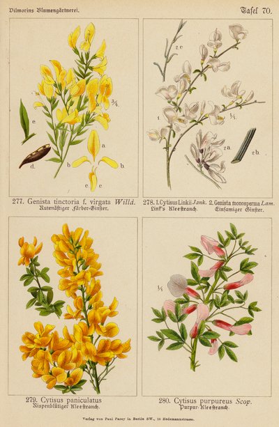 Genista Tinctoria, Cytisus Linkii, Genista Monosperma, Cytisus Paniculatus, Cytisus Purpureus door (after) German School