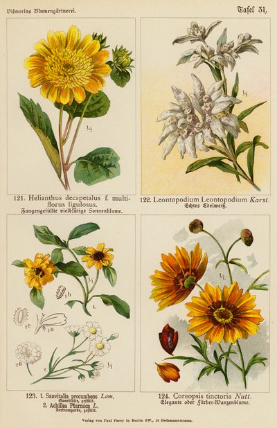 Helianthus Decapetalus, Leontopodium Leontopodium, Sanvitalia Procumbens, Achillea Ptarmica, Coreopsis Tinctoria door (after) German School