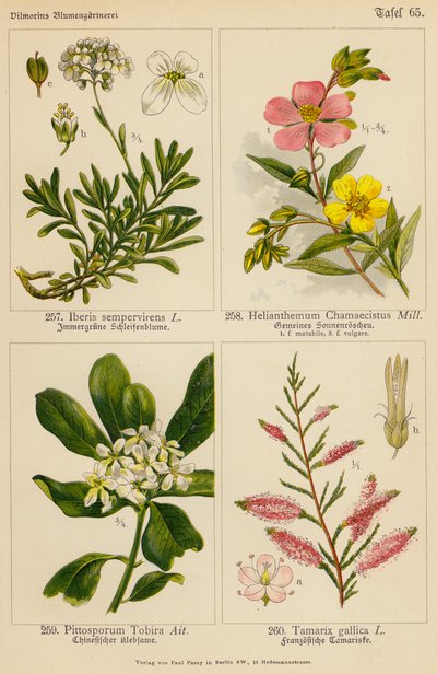 Iberis Sempervirens, Helianthemum Chamaecistus, Pittosporum Tobira, Tamarix Gallica door (after) German School
