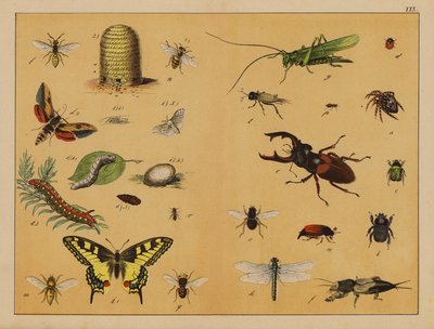 Insecten door (after) German School
