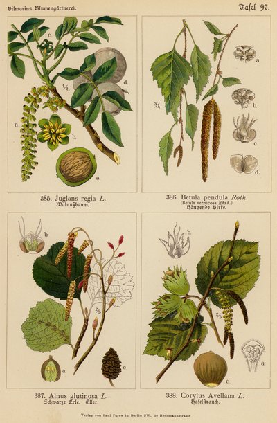 Juglans Regia, Betula Pendula, Alnus Glutinosa, Corylus Avellana door (after) German School