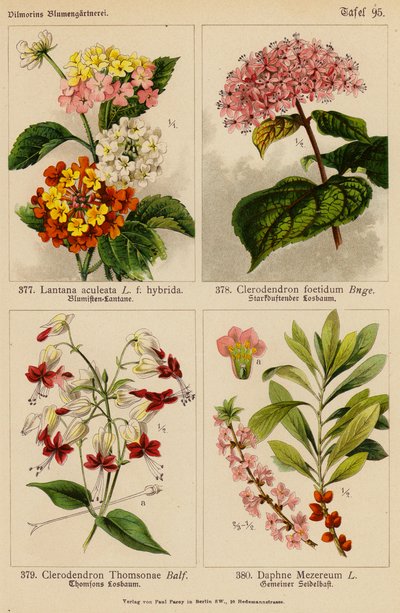 Lantana Aculeata, Clerodendron Foetidum, Clerodendron Thomsonae, Daphne Mezereum door (after) German School