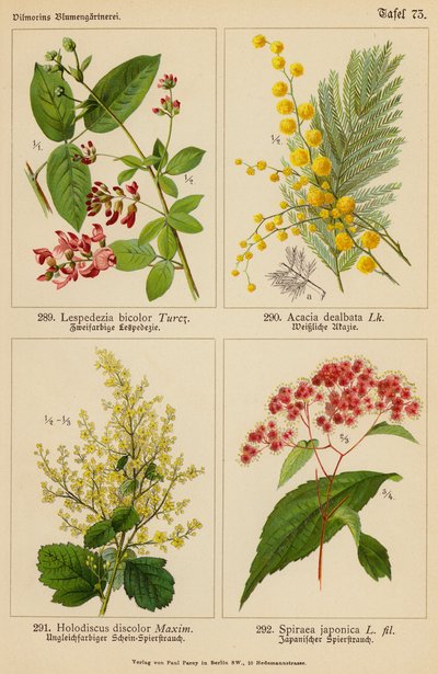Lespedezia Bicolor, Acacia Dealbata, Holodiscus Discolor, Spiraea Japonica door (after) German School