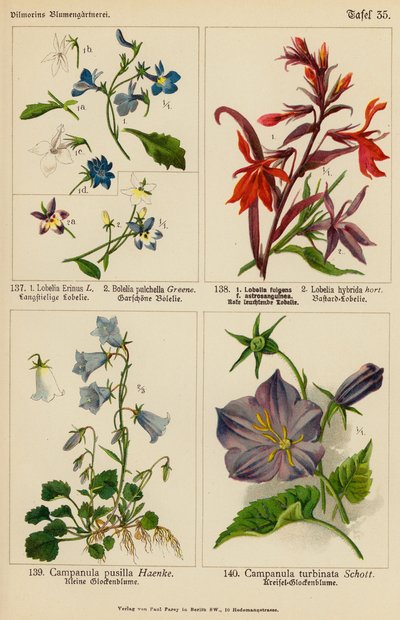 Lobelia Erinus, Bolelia Pulchella, Lobelia Fulgens, Lobelia Hybrida, Campanula Pusilla, Campanula Turbinata door (after) German School