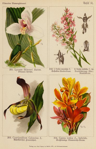 Lycaste Skinneri, Orchis Maculata, Orchis Latifolia, Cypripedilum Calceolus, Canna Indica door (after) German School