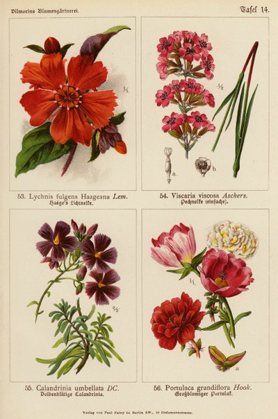 Lychnis Fulgens Haageana, Viscaria Viscosa, Calandrinia Umbellata, Portulaca Grandiflora door (after) German School