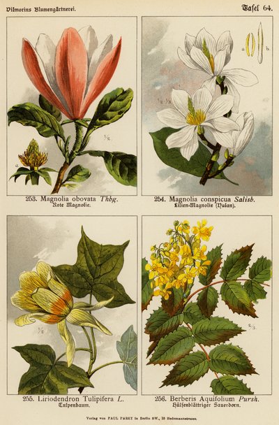 Magnolia Obovata, Magnolia Conspicua, Liriodendron Tulipifera, Berberis Aquifolium door (after) German School