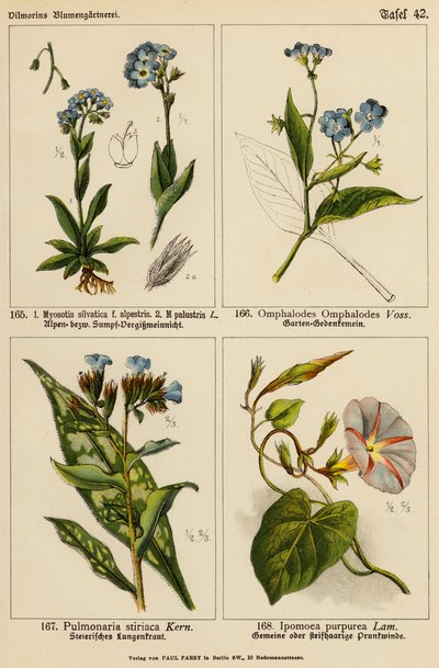 Myosotis Silvatica, Myosotis Palustris, Omphalodes Omphalodes, Pulmonaria Stiriaca, Ipomoea Purpurea door (after) German School