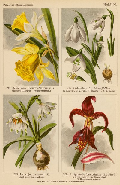 Narcissus Pseudo-Narcissus, Galanthus, Leucojum Vernum, Sprekelia Formosissima door (after) German School