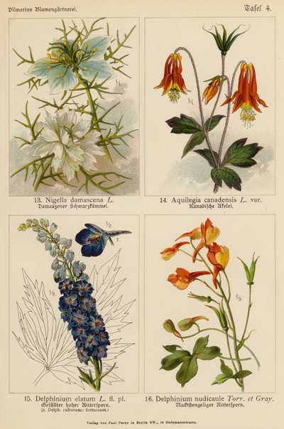 Nigella Damascena, Aquilegia Canadensis, Delphinium Elatum, Delphinium Nudicaule door (after) German School