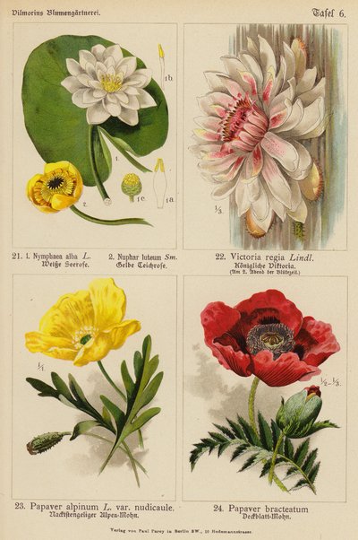 Nymphaea Alba, Nuphar Luteum, Victoria Regia, Papaver Alpinum, Papaver Bracteatum door (after) German School