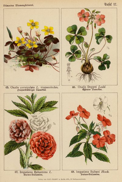 Oxalis Corniculata, Oxalis Deppei, Impatiens Balsamina, Impatiens Sultani door (after) German School