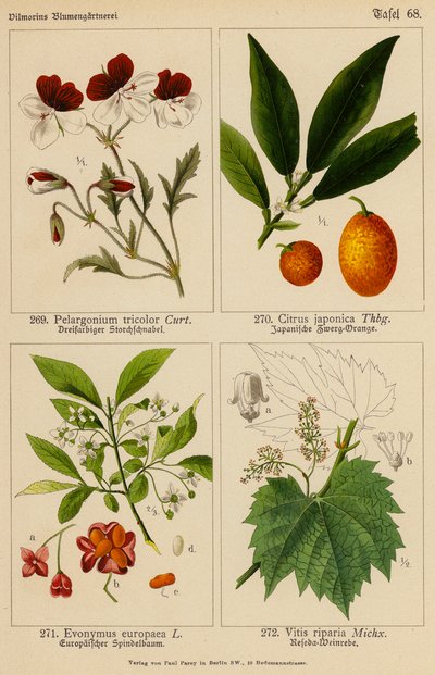 Pelargonium Tricolor, Citrus Japonica, Evonymus Europaea, Vitis Riparia door (after) German School