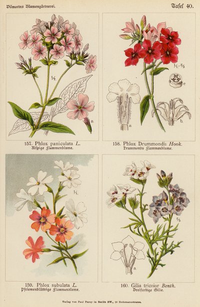 Phlox Paniculata, Phlox Drummondii, Phlox Subulata, Gilia Tricolor door (after) German School