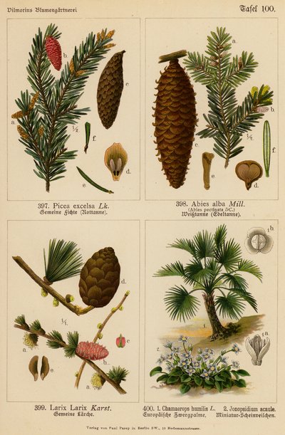 Picea Excelsa, Abies Alba, Larix Larix, Chamaerops Humilis, Jonopsidium Acaule door (after) German School