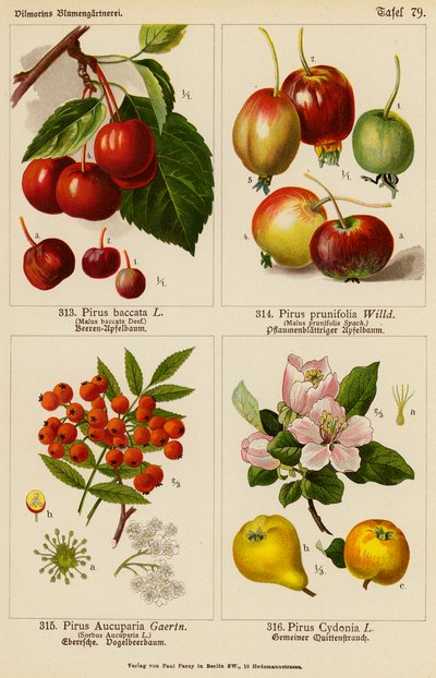 Pirus Baccata, Pirus Prunifolia, Pirus Aucuparia, Pirus Cydonia door (after) German School