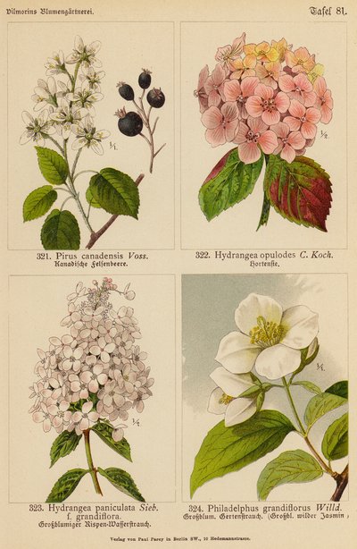 Pirus Canadensis, Hydrangea Opulodes, Hydrangea Paniculata, Philadelphus Grandiflorus door (after) German School