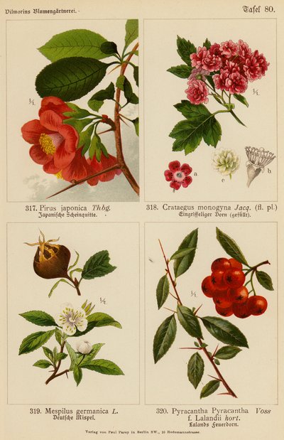 Pirus Japonica, Crataegus Monogyna, Mespilus Germanica, Pyracantha Pyracantha door (after) German School