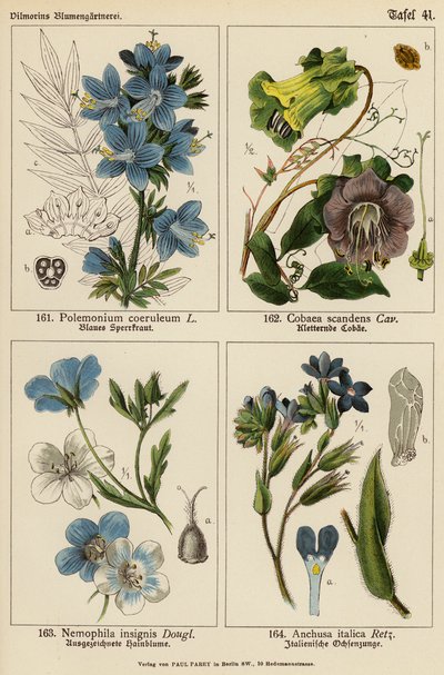 Polemonium Coeruleum, Cobaea Scandens, Nemophila Insignis, Anchusa Italica door (after) German School