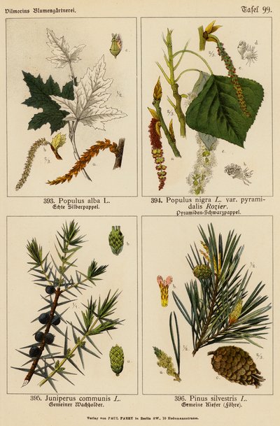 Populus Alba, Populus Nigra, Juniperus Communis, Pinus Silvestris door (after) German School
