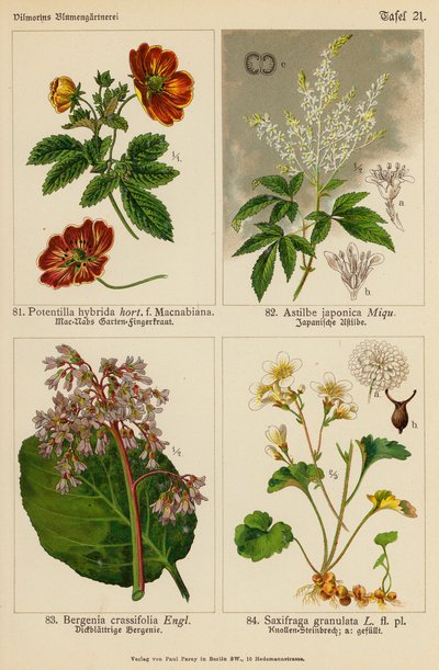 Potentilla Hybrida, Astilbe Japonica, Bergenia Crassifolia, Saxifraga Granulata door (after) German School