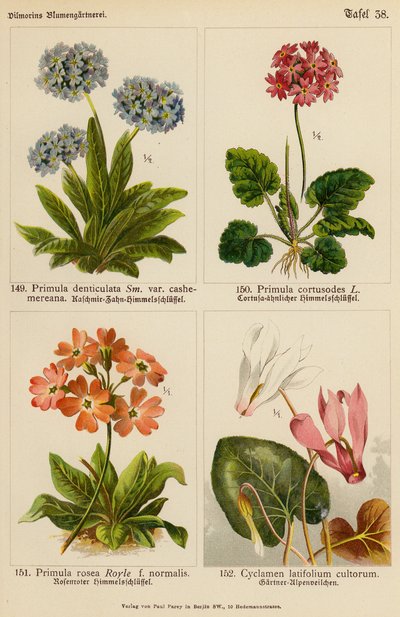 Primula Denticulata, Primula Cortusodes, Primula Rosea, Cyclamen Latifolium Cultorum door (after) German School