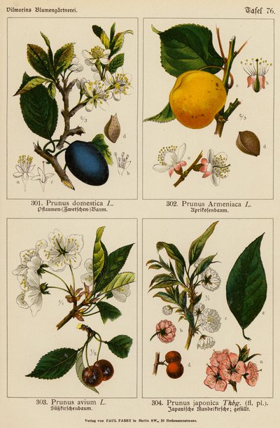 Prunus Domestica, Prunus Armeniaca, Prunus Avium, Prunus Japonica door (after) German School