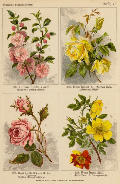 Prunus Triloba, Rosa Indica, Rosa Centifolia, Rosa Lutea door (after) German School
