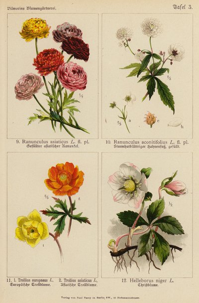 Ranunculus Asiaticus, Ranunculus Aconitifolius, Trollius Europeaeus, Trollius Asiaticus, Helleborus Niger door (after) German School