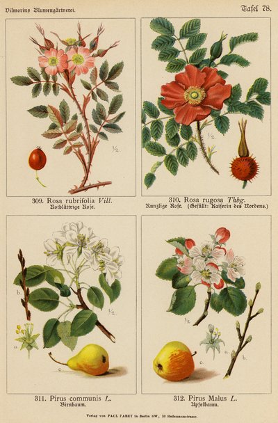 Rosa Rubrifolia, Rosa Rugosa, Pirus Communis, Pirus Malus door (after) German School
