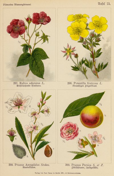 Rubus Odoratus, Potentilla Fruticosa, Prunus Amygdalus, Prunus Persica door (after) German School