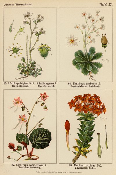 Saxifraga Decipiens, Saxifraga Hypnodes, Saxifraga Umbrosa, Saxifraga Sarmentosa, Rochea Coccinea door (after) German School