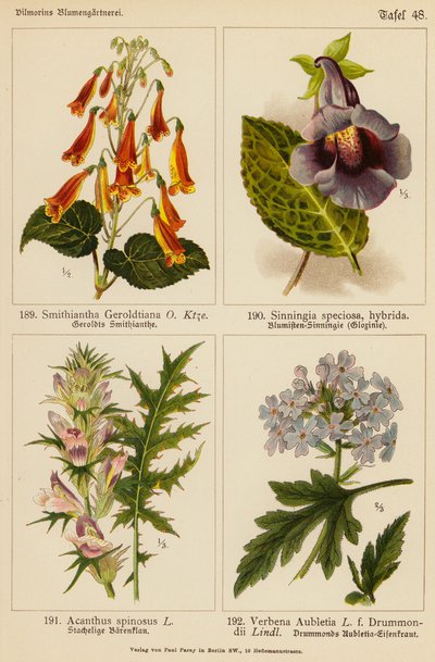 Smithiantha Geroldtiana, Sinningia Speciosa, Acanthus Spinosus, Verbena Aubletia door (after) German School