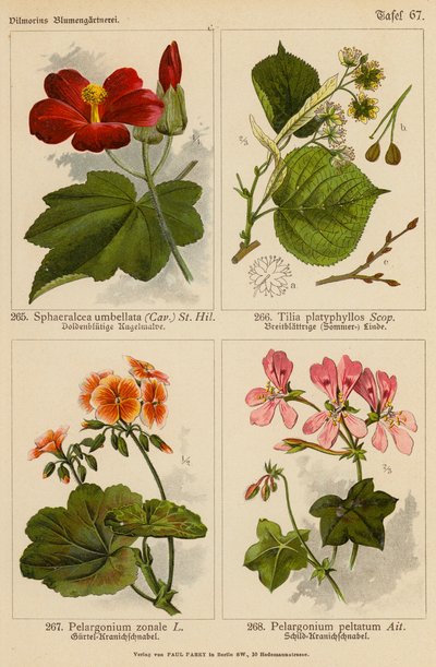 Sphaeralcea Umbellata, Tilia Platyphyllos, Pelargonium Zonale, Pelargonium Peltatum door (after) German School