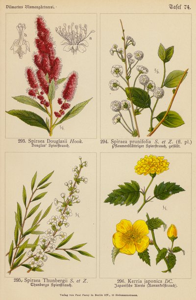 Spiraea Douglasii, Spiraea Prunifolia, Spiraea Thunbergii, Kerria Japonica door (after) German School