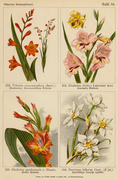 Tritonia Crocosmaeflora, Gladiolus Lemoinei, Gladioulus Gandavensis, Narcissus Biflorus door (after) German School