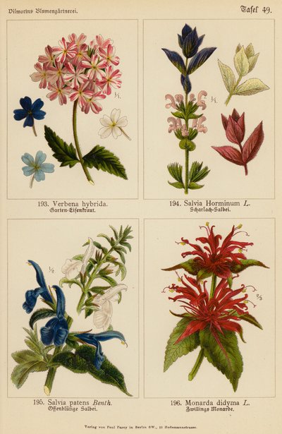Verbena Hybrida, Salvia Horminum, Salvia Patens, Monarda Didyma door (after) German School