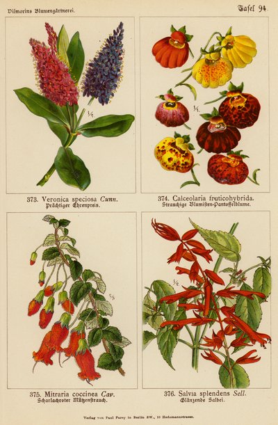 Veronica Speciosa, Calceolaria Fruticohybrida, Mitraria Coccinea, Salvia Splendens door (after) German School